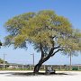 <p align="left">Il a fallu que j'attende longtemps pour que les automobilistes et pêcheurs libèrent cet arbre que je trouvais fascinant.